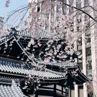 京都櫻花：六角堂🌸  