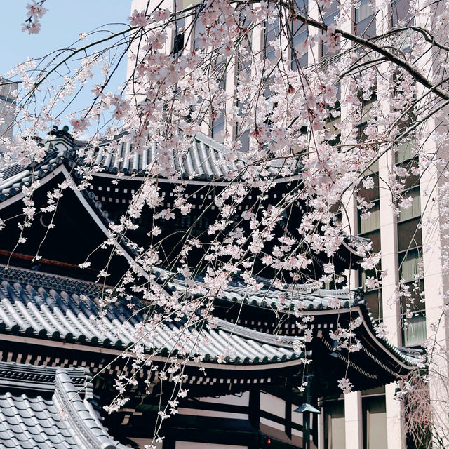 京都櫻花：六角堂🌸  