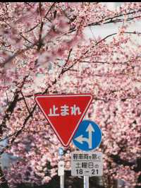 日本賞櫻🌸多條路線攻略請收好