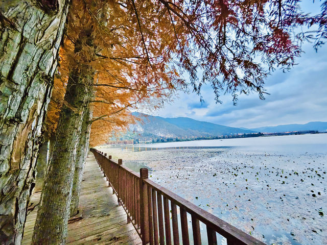 海埂大壩 冬天 來自西伯利亞嘅 紅嘴鷗 壯觀震撼