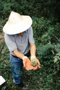 綠山牆果樹認養計劃，來給自己選一棵禮物