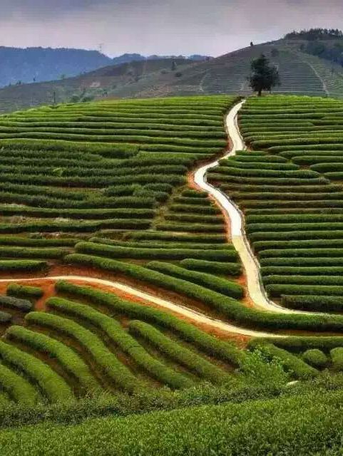 🌱踏入人間綠寶石！漳州茶山