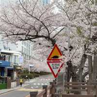 🌸釜山櫻花秘境大曝光！本地人藏著不說的絕美公園