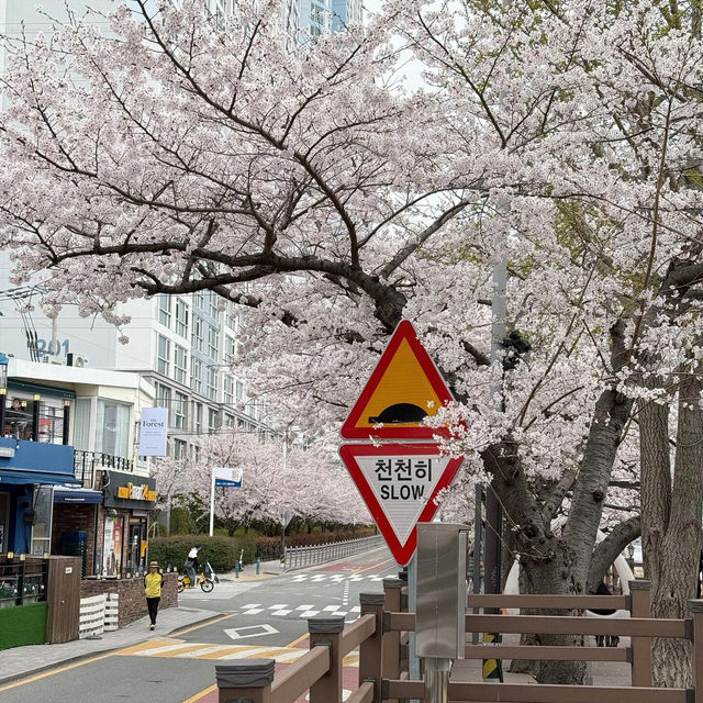 🌸釜山櫻花秘境大曝光！本地人藏著不說的絕美公園