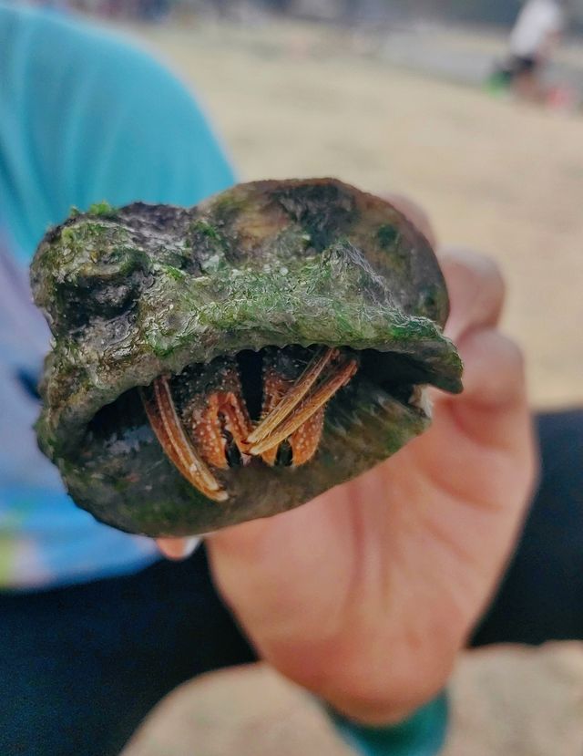 惠州鹽洲島-趕海嘅好地方