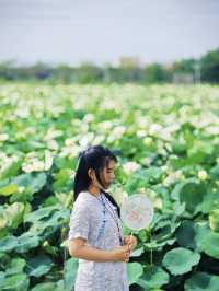 影相效果真係唔錯嘅珠海免費荷花衝