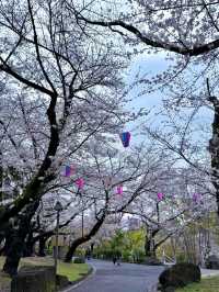 東京飛鳥山公園交通攻略：邂逅雨中童話與浪漫櫻花 