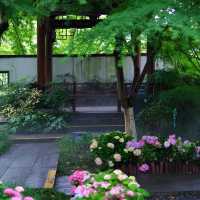 寧波綠島公園 | 邂逅無盡夏繡球花海💐