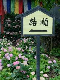 🌸孝泉延祚寺｜邂逅繡球花海與靈鹿的浪漫傳奇🌸