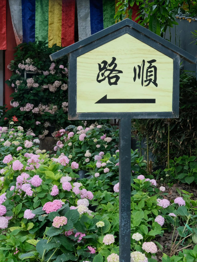 🌸孝泉延祚寺｜邂逅繡球花海與靈鹿的浪漫傳奇🌸