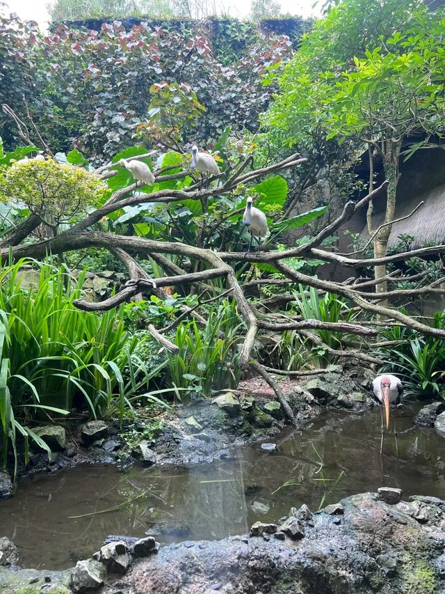 從北京朝陽奔赴新加坡河川生態園，我看到了什麼？