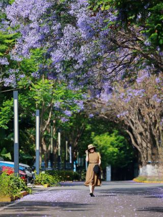 Dali Jacaranda｜A Hidden Gem for Travel Photography, Experience Yuan Wu Wei
