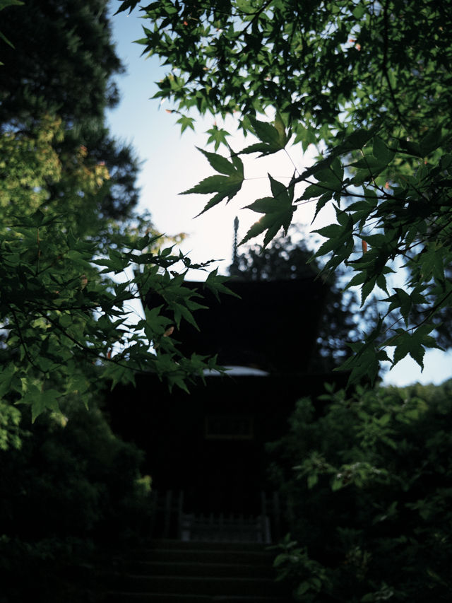 🌿【京都·常寂光寺】— 隱世古寺中的禪意漫遊 🌿