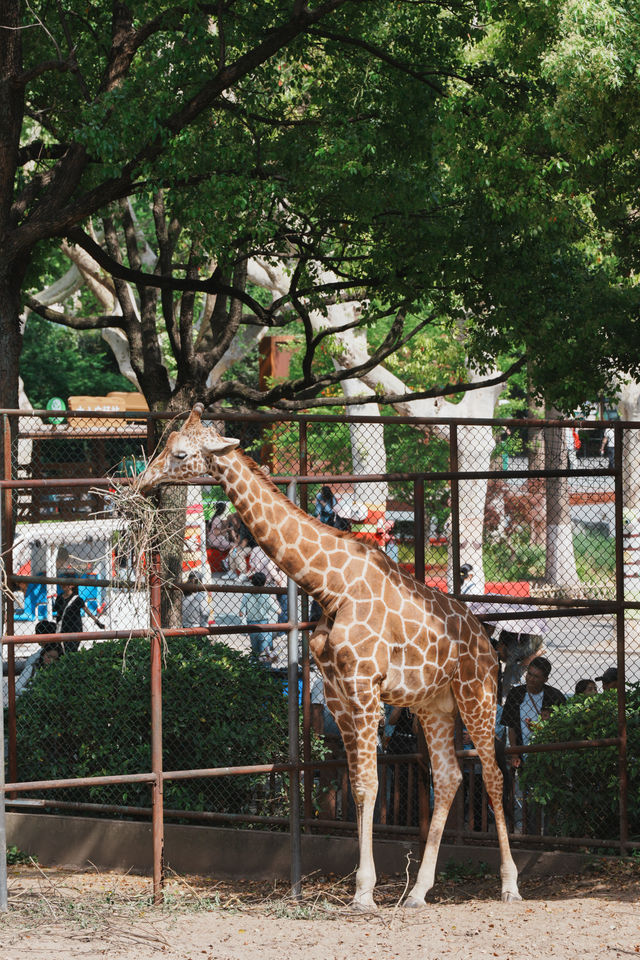 請收好這份限定攻略｜南京紅山森林動物園