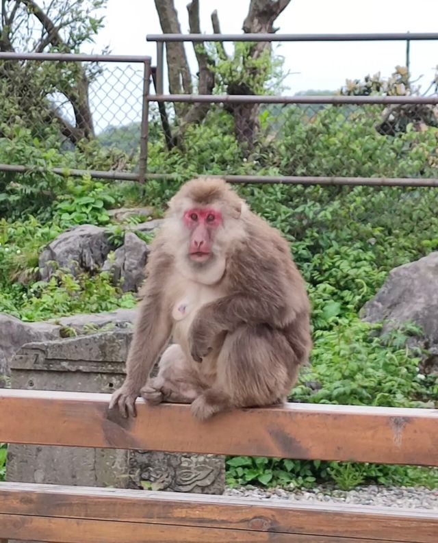 峨眉山真實體驗：感覺自己中伏了，你哋一定要知！