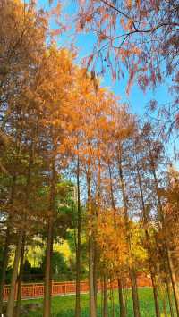 漳州龍文郊野公園：城市中的大自然