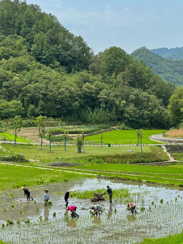 西安週末2h享受療癒·朱䴉小村