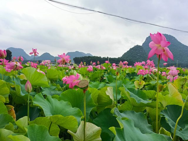 唔好畀美景笑你太「懵盛盛」，打卡攻略嚟啦