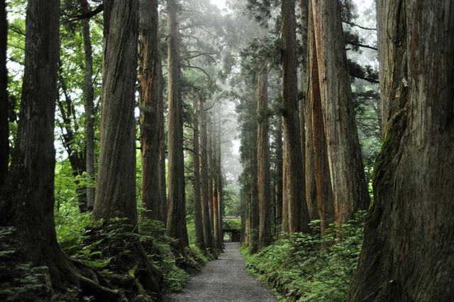 戶隱神社：神域之森嘅詩意棲居