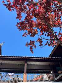 麗江必住民宿分分鐘GET庭院大片