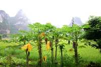雲霧山中起，仙境數十里！