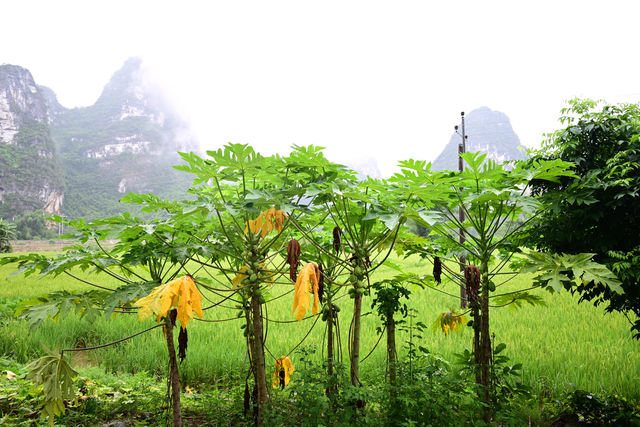 雲霧山中起，仙境數十里！