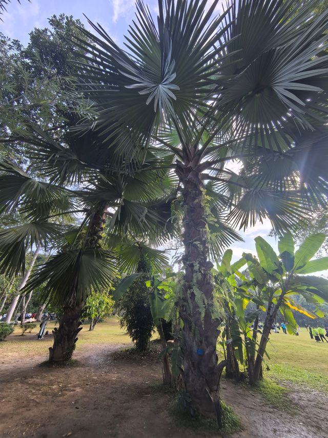 版納熱帶植物探秘