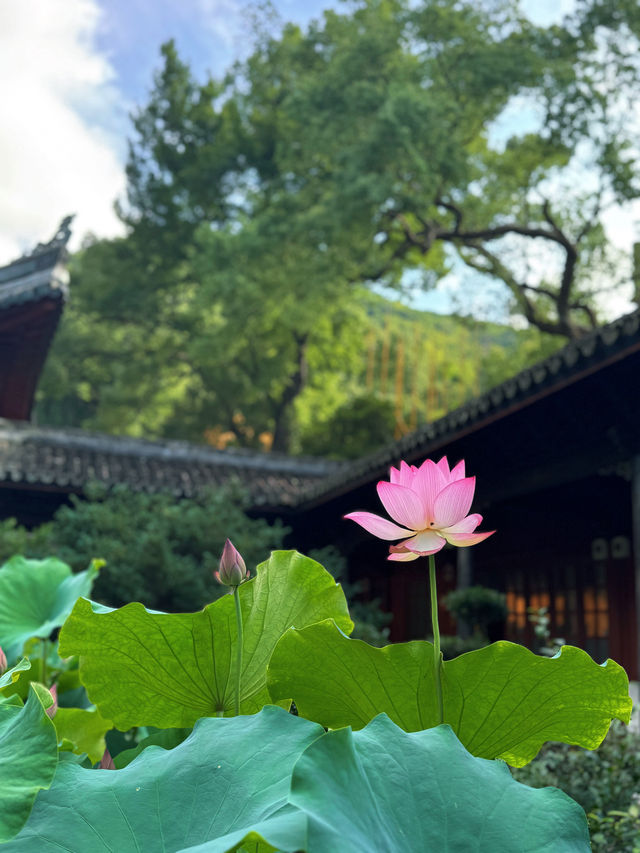 清晨對話掃地僧——享受國清寺早上的清幽