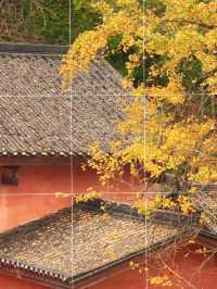 江西萬安銀杏古村