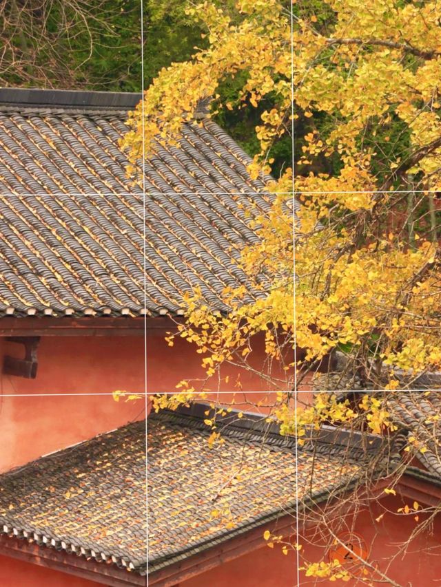 江西萬安銀杏古村 江西萬安銀杏古村