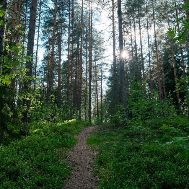 🌲 Forest Walks in Helsinki: Nature at the City’s Doorstep