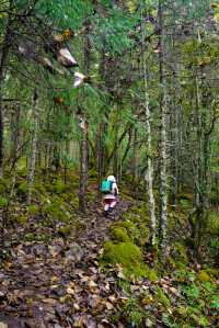 香格里拉尼丁森林|國慶真沒人!帶5歲娃徒步雲南魔幻森林