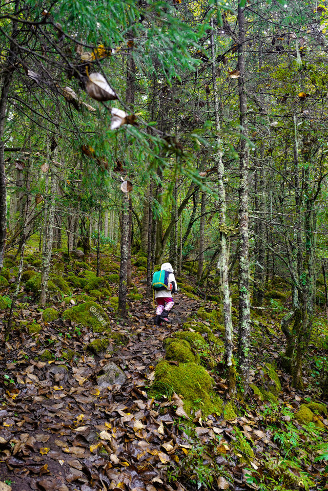 香格里拉尼丁森林|國慶真沒人!帶5歲娃徒步雲南魔幻森林 香格里拉尼丁森林|國慶真沒人!帶5歲娃徒步雲南魔幻森林