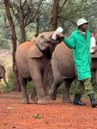 Heartfelt Adventure at the Elephant Orphanage and Giraffe Center