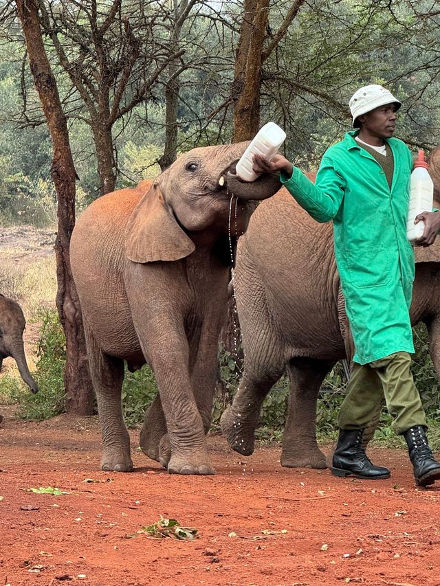 Heartfelt Adventure at the Elephant Orphanage and Giraffe Center