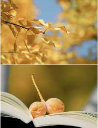 秋天的景山公園，紅牆與金黃銀杏相映成趣，是賞秋的絕佳去處。