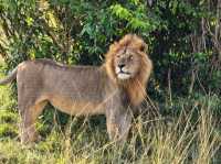 Exceptional Safari Experience with Beacon