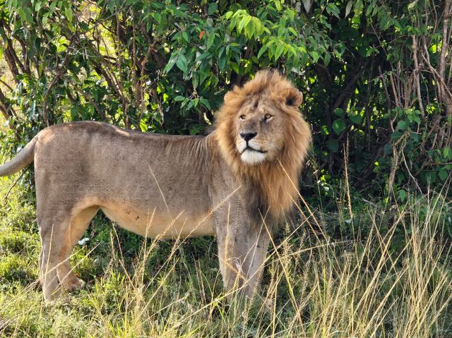 Exceptional Safari Experience with Beacon