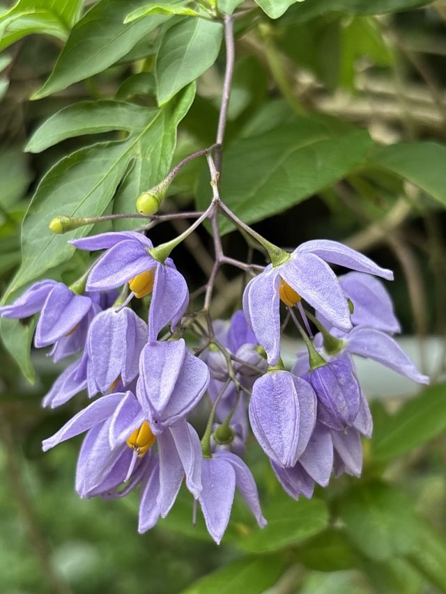 廈植現“紫霧”：紫色南青檸爆花醉了春日