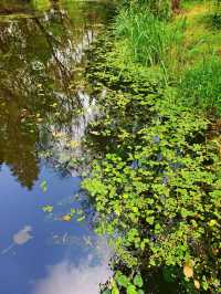 泰州溱湖濕地公園,真實體驗及攻略解析