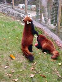 週末動物園逛吃指南 | 國寶熊貓VS火烈鳥超模,萌翻全場的動物大