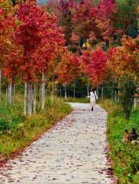 廣州出發!2.5小時車程找到廣東秋日拍照聖地