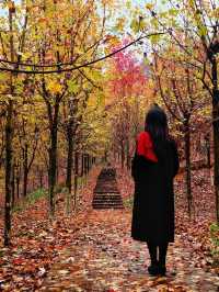 誰說看紅葉一定要去日本？河北這座小三峽美炸了！