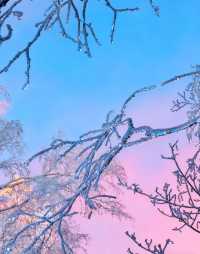 冬日霧淞奇遇記