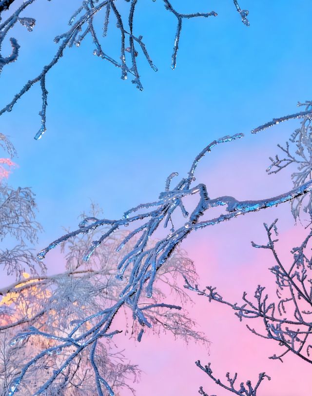 冬日霧淞奇遇記