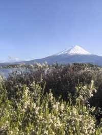 日本1日包車遊省心又盡興