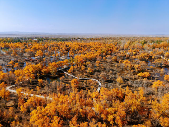 金秋必衝!金塔胡楊林500字治癒系攻略 金秋必衝!金塔胡楊林500字治癒系攻略