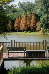 鯉魚洲丨這鯉湖邊夜景,治癒我所有內耗