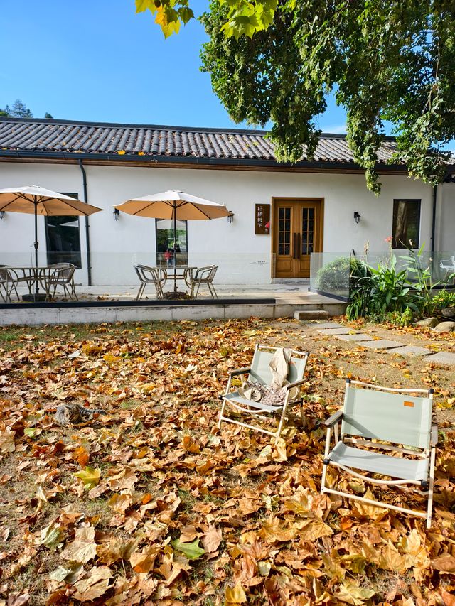 婺源秋色獨家攻略就在銀杏谷民宿