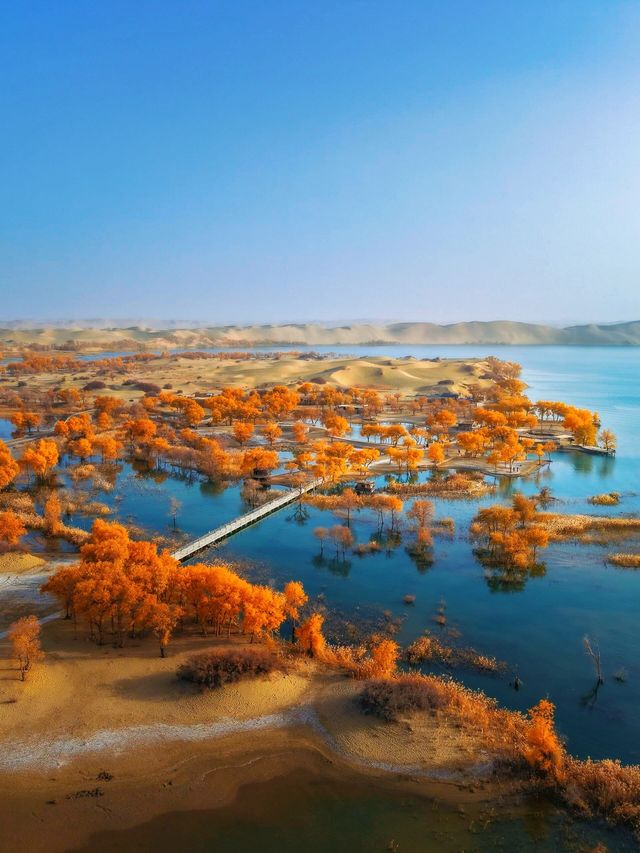 金色童話胡楊林秘境 金色童話胡楊林秘境